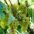 Weinfest_127_lzn
